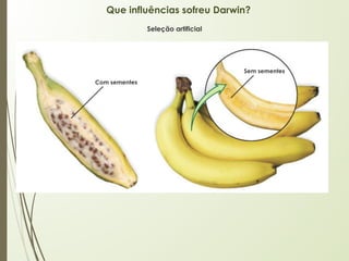 Que influências sofreu Darwin?
Seleção artificial
Com sementes
Sem sementes
 