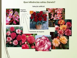 Que influências sofreu Darwin?
Begónia
selvagem
Variedades de begónia
Seleção artificial
 