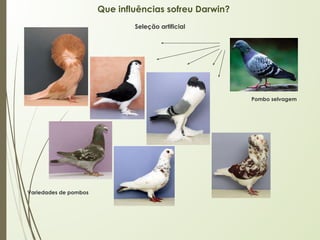 Que influências sofreu Darwin?
Pombo selvagem
Variedades de pombos
Seleção artificial
 