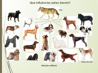 Que influências sofreu Darwin?
Lobo
Raças de cão
Seleção artificial
 