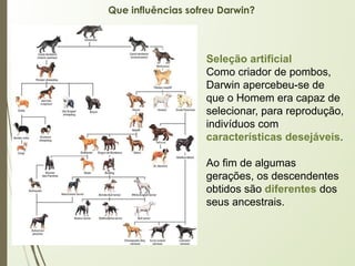 Que influências sofreu Darwin?
Seleção artificial
Como criador de pombos,
Darwin apercebeu-se de
que o Homem era capaz de
selecionar, para reprodução,
indivíduos com
características desejáveis.
Ao fim de algumas
gerações, os descendentes
obtidos são diferentes dos
seus ancestrais.
 