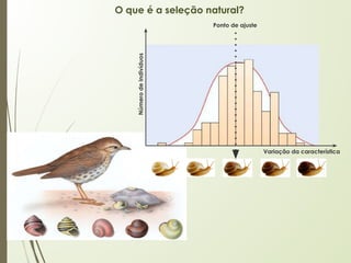 O que é a seleção natural?
Variação da característica
Número
de
indivíduos
Ponto de ajuste
 