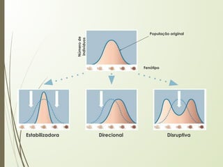 População original
Fenótipo
Número
de
indivíduos
Estabilizadora Direcional Disruptiva
 