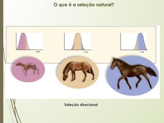 O que é a seleção natural?
Seleção direcional
 