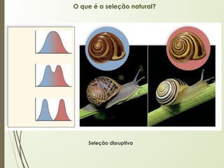 O que é a seleção natural?
Seleção disruptiva
 