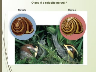 O que é a seleção natural?
Floresta Campo
 