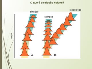 O que é a seleção natural?
Extinção
Extinção
Especiação
Tempo
 