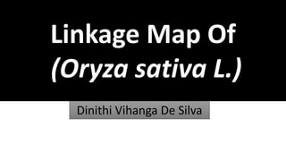 Linkage Map Of
(Oryza sativa L.)
Dinithi Vihanga De Silva
 