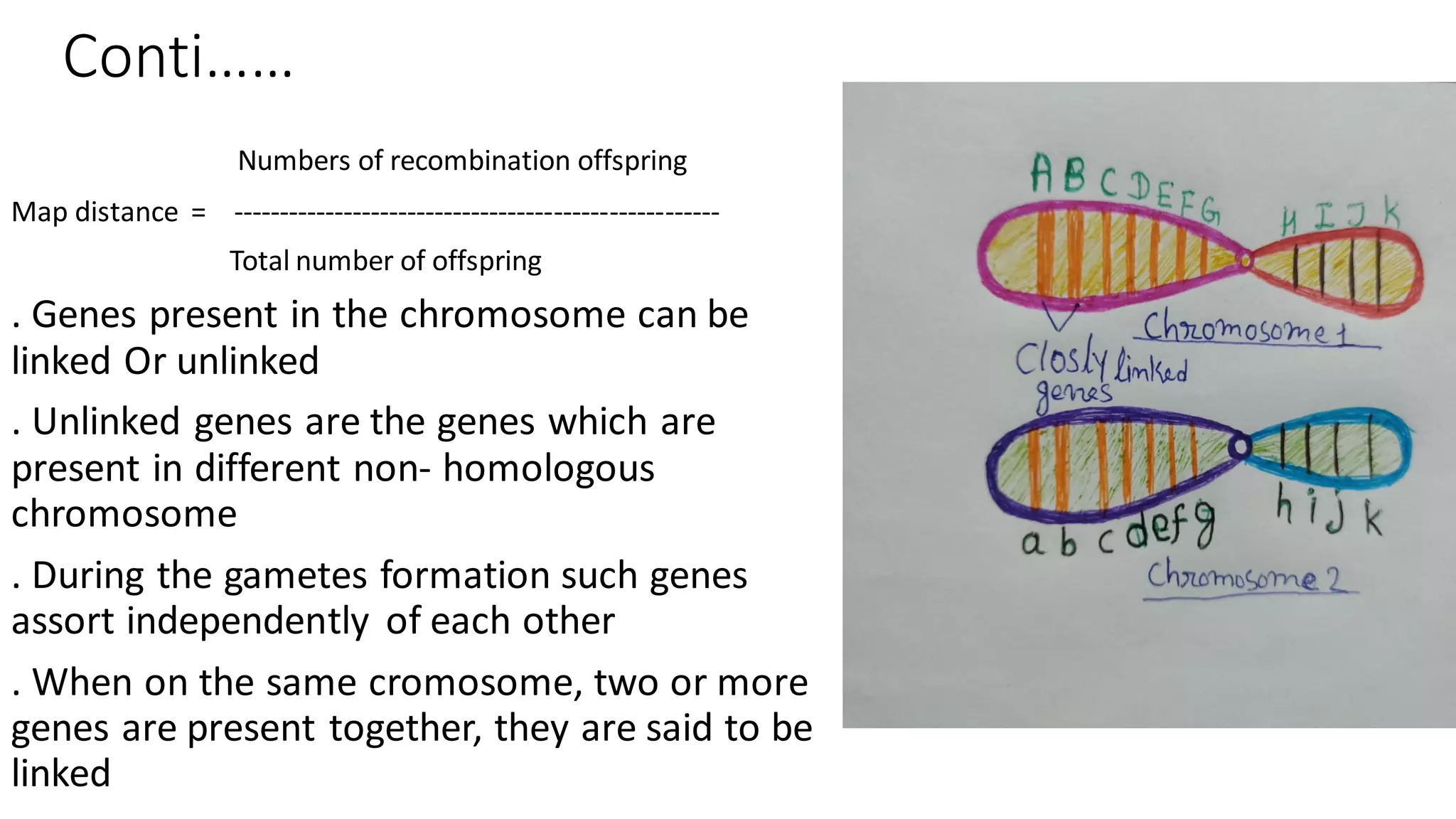 Conti……
Numbers of recombination offspring
Map distance = -----------------------------------------------------
Total number of offspring
. Genes present in the chromosome can be
linked Or unlinked
. Unlinked genes are the genes which are
present in different non- homologous
chromosome
. During the gametes formation such genes
assort independently of each other
. When on the same cromosome, two or more
genes are present together, they are said to be
linked
 