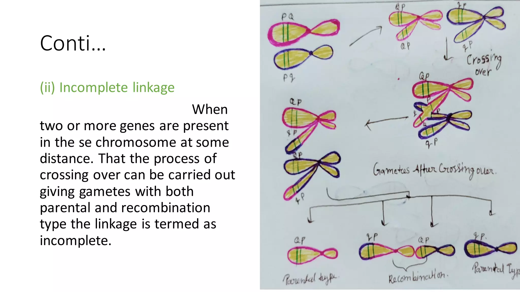 Conti…
(ii) Incomplete linkage
When
two or more genes are present
in the se chromosome at some
distance. That the process of
crossing over can be carried out
giving gametes with both
parental and recombination
type the linkage is termed as
incomplete.
 