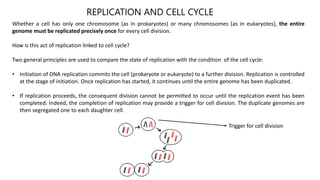 Link between replication and cell cycle | PPTX