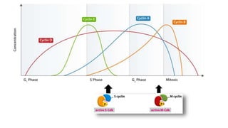 Cell Replication Graph Link between replication and cell cycle | PPTX