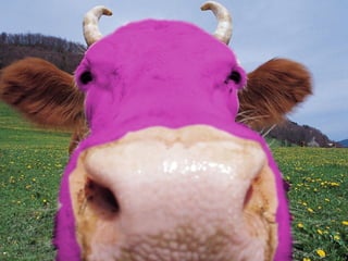 Purple cow 