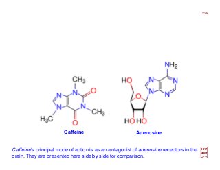 Caffeine Adenosine
Caffeine’s principal mode of action is as an antagonist of adenosine receptors in the
brain. They are presented here side by side for comparison.
2017
MRT
228
 
