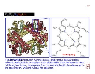 The hemoglobin molecule in humans is an assembly of four globular protein
subunits. Hemoglobin is synthesized in the mitochondria of the immature red blood
cell throughout its early development from the proerythroblast to the reticulocyte in
the bone marrow, when the nucleus has been lost.
C2952H4664N812O832S8Fe4
Heme group
233
2017
MRT
Fe
 