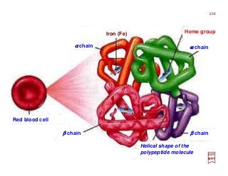 Red blood cell
ββββ chain
αααα chain
ββββ chain
αααα chain
Heme groupIron (Fe)
Helical shape of the
polypeptide molecule
234
2017
MRT
 
