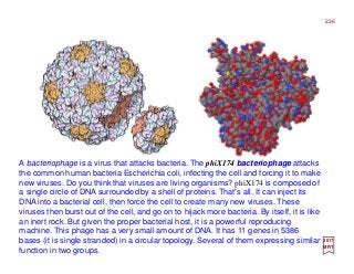236
2017
MRT
A bacteriophage is a virus that attacks bacteria. The phiX174 bacteriophage attacks
the common human bacteria Escherichia coli, infecting the cell and forcing it to make
new viruses. Do you think that viruses are living organisms? phiX174 is composed of
a single circle of DNA surrounded by a shell of proteins. That's all. It can inject its
DNA into a bacterial cell, then force the cell to create many new viruses. These
viruses then burst out of the cell, and go on to hijack more bacteria. By itself, it is like
an inert rock. But given the proper bacterial host, it is a powerful reproducing
machine. This phage has a very small amount of DNA. It has 11 genes in 5386
bases (it is single stranded) in a circular topology. Several of them expressing similar
function in two groups.
 