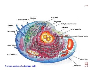 238
2017
MRT
A cross-section of a human cell.
Nucleus
Golgi apparatus
Cilium
Microvilli
Chromatin
Mitochondrion
Centriole
Lysosome
Endoplasmic reticulum
Nucleons
Free ribosome
Nuclear pores
Peroxisome
Ribosome
 