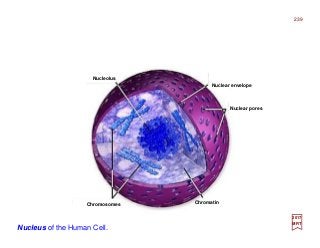 239
2017
MRT
Nucleus of the Human Cell.
Nucleolus
Chromosomes Chromatin
Nuclear pores
Nuclear envelope
 