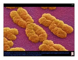Human (X-) Chromosomes. A chromosome is a packaged and organized structure
containing most of the DNA of a living organism.
240
2017
MRT
 