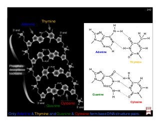 Only Adenine & Thymine and Guanine & Cytosine form base DNA structure pairs.
Guanine
Adenine
Thymine
Cytosine
Adenine
Thymine
Guanine
Cytosine
2017
MRT
242
 