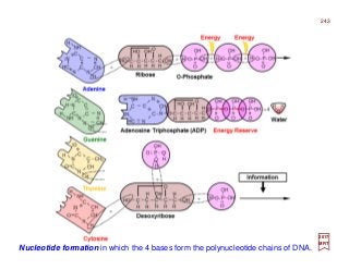 Nucleotide formation in which the 4 bases form the polynucleotide chains of DNA.
243
2017
MRT
 