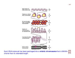 247
2017
MRT
Centromere
Each DNA molecule has been packaged into a mitotic chromosome that is 50000×
shorter than its extended length.
Entire mitotic
chromosome
Condensed section
of chromosome
Section of
chromosome in
an extended form
30 nm chromatin
fiber of packaged
chromosome
‘Beads on a string’
form of chromatin
Short region of
DNA double helix
1400 nm
700 nm
300 nm
30 nm
11 nm
2 nm
 