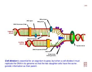 Cell division is essential for an organism to grow, but when a cell divides it must
replicate the DNA in its genome so that the two daughter cells have the same
genetic information as their parent.
2017
MRT
249
Topoisomerase
DNA primase
RNA primer
DNA ligase
DNA Polymerase (Polαααα)
Lagging
strand
Leading
strand
Okazaki fragment
DNA Polymerase (Polδδδδ)
Helicase
Single strand,
binding proteins
 