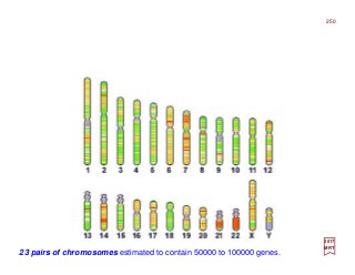 23 pairs of chromosomes estimated to contain 50000 to 100000 genes.
250
2017
MRT
 