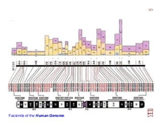2017
MRT
Facsimile of the Human Genome.
251
 