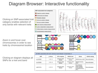 Diagram Browser: Interactive functionality
Clicking on SNP-associated trait
category enables selection of
only bands with relevant traits
Zoom in and hover over
chromosomes in order to see
traits by chromosomal location
Clicking on diagram displays all
SNPs for a trait and band
 