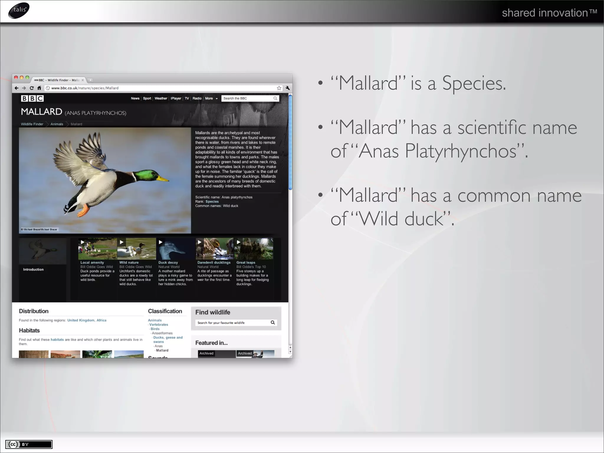 shared innovation™
• “Mallard” is a Species.
• “Mallard” has a scientiﬁc name
of “Anas Platyrhynchos”.
• “Mallard” has a common name
of “Wild duck”.
 