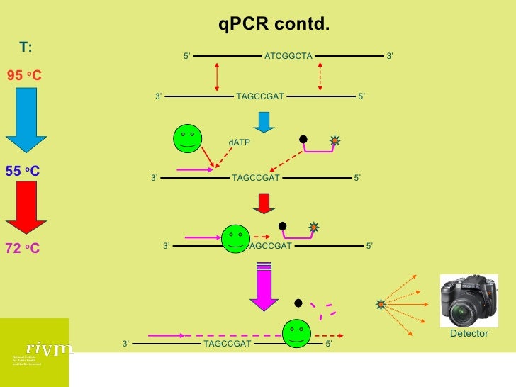 Multiplex qPCR
