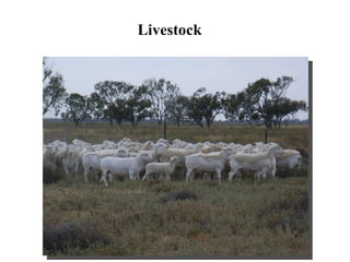 Livestock 