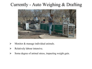 Currently - Auto Weighing & Drafting Monitor & manage individual animals. Relatively labour intensive.  Some degree of animal stress, impacting weight gain. 