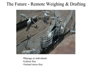 The Future - Remote Weighing & Drafting Manage as individuals Labour free. Animal stress free. 