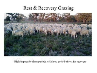 Rest & Recovery Grazing High impact for short periods with long period of rest for recovery 