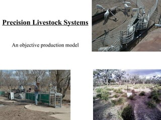 Precision Livestock Systems An objective production model 