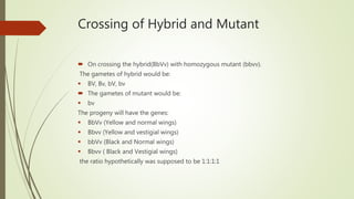 Crossing of Hybrid and Mutant
 On crossing the hybrid(BbVv) with homozygous mutant (bbvv).
The gametes of hybrid would be:
 BV, Bv, bV, bv
 The gametes of mutant would be:
 bv
The progeny will have the genes:
 BbVv (Yellow and normal wings)
 Bbvv (Yellow and vestigial wings)
 bbVv (Black and Normal wings)
 Bbvv ( Black and Vestigial wings)
the ratio hypothetically was supposed to be 1:1:1:1
 