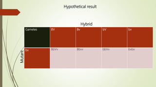 Gametes BV Bv bV bv
bv BbVv Bbvv bbVv bvbv
Hybrid
Mutant
Hypothetical result
 