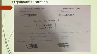 Digramatic illustration
 