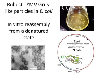 Robust TYMV virus-
like particles in E. coli

 In vitro reassembly
  from a denatured
         state
 