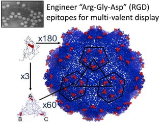 Engineer “Arg-Gly-Asp” (RGD)
epitopes for multi-valent display
 