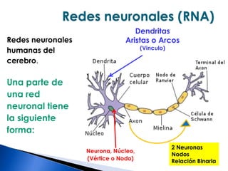 Familianuclear, padres e hijos (si los hay); también se conoce como círculo familiar» ¿Cuáles redes identificamos en la vida del hombre?Familia monoparental…en la que el hijo o hijos vive (n) sólo con uno de los padres; Familia extensa, además de la familia nuclear, incluye a los abuelos, tíos, primos y otros parientes, sean consanguíneos o afines; 