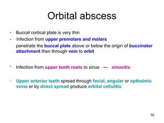 58
Orbital abscess
- Buccal cortical plate is very thin
- Infection from upper premolars and molars
penetrate the buccal plate above or below the origin of buccinator
attachment then through vein to orbit
- Infection from upper teeth roots to sinus ─﹥ sinusitis
- Upper anterior teeth spread through facial, angular or opthalmic
veins or by direct spread produce orbital cellulitis
 