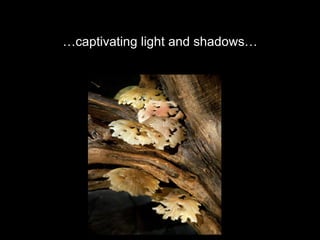 … captivating light and shadows… 