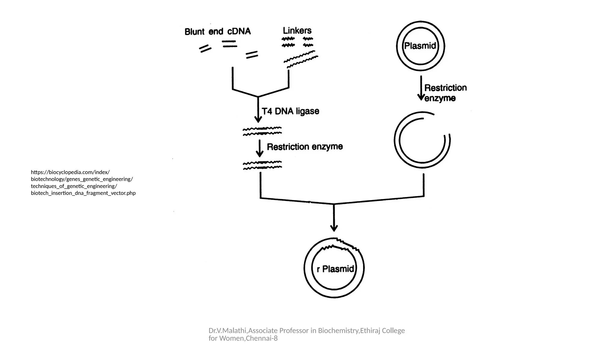 Presentation on Linkers &Adapters used in rDNA Technology | PPTX