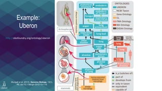 Example:
Uberon
Mungall et al. (2012). Genome Biology, 13(1),
R5. doi:10.1186/gb-2012-13-1-r5
http://obofoundry.org/ontology/uberon
 