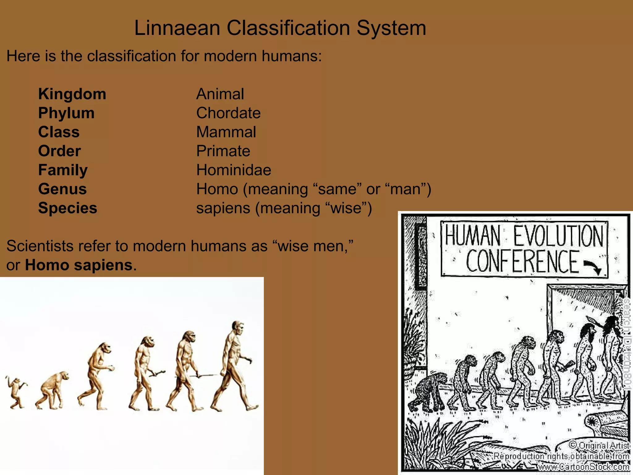 Linnaean Classification System
Here is the classification for modern humans:

    Kingdom                Animal
    Phylum                 Chordate
    Class                  Mammal
    Order                  Primate
    Family                 Hominidae
    Genus                  Homo (meaning “same” or “man”)
    Species                sapiens (meaning “wise”)

Scientists refer to modern humans as “wise men,”
or Homo sapiens.
 