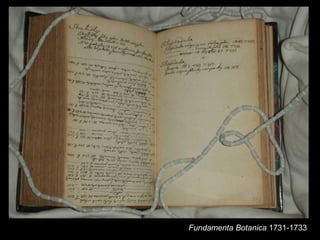 Fundamenta Botanica 1731-1733
 
